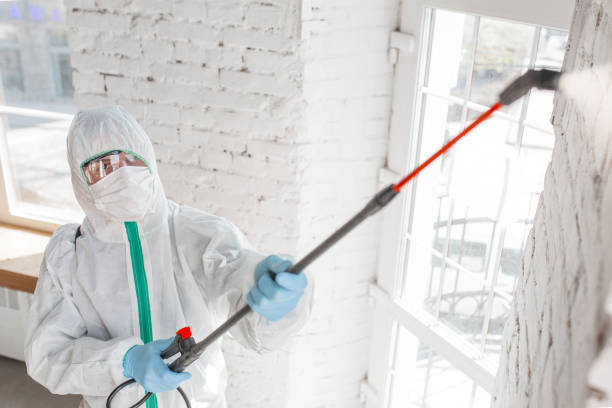 Best Basement Mold Removal  in USA